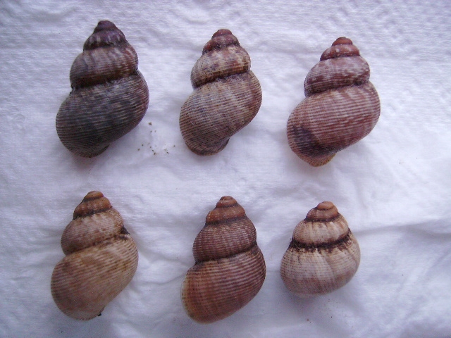 Pomatias elegans